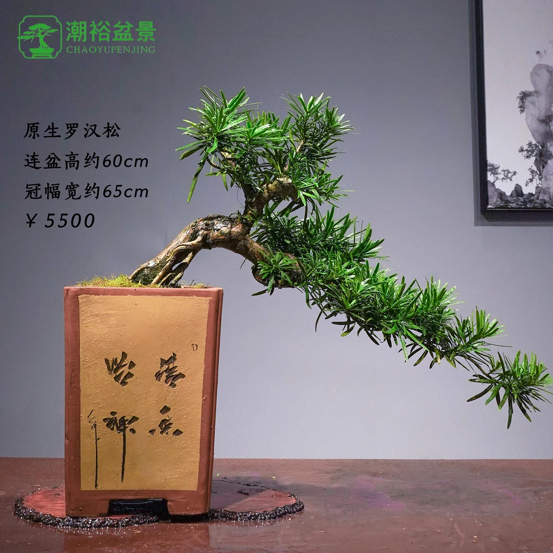 精品老桩罗汉松盆景22