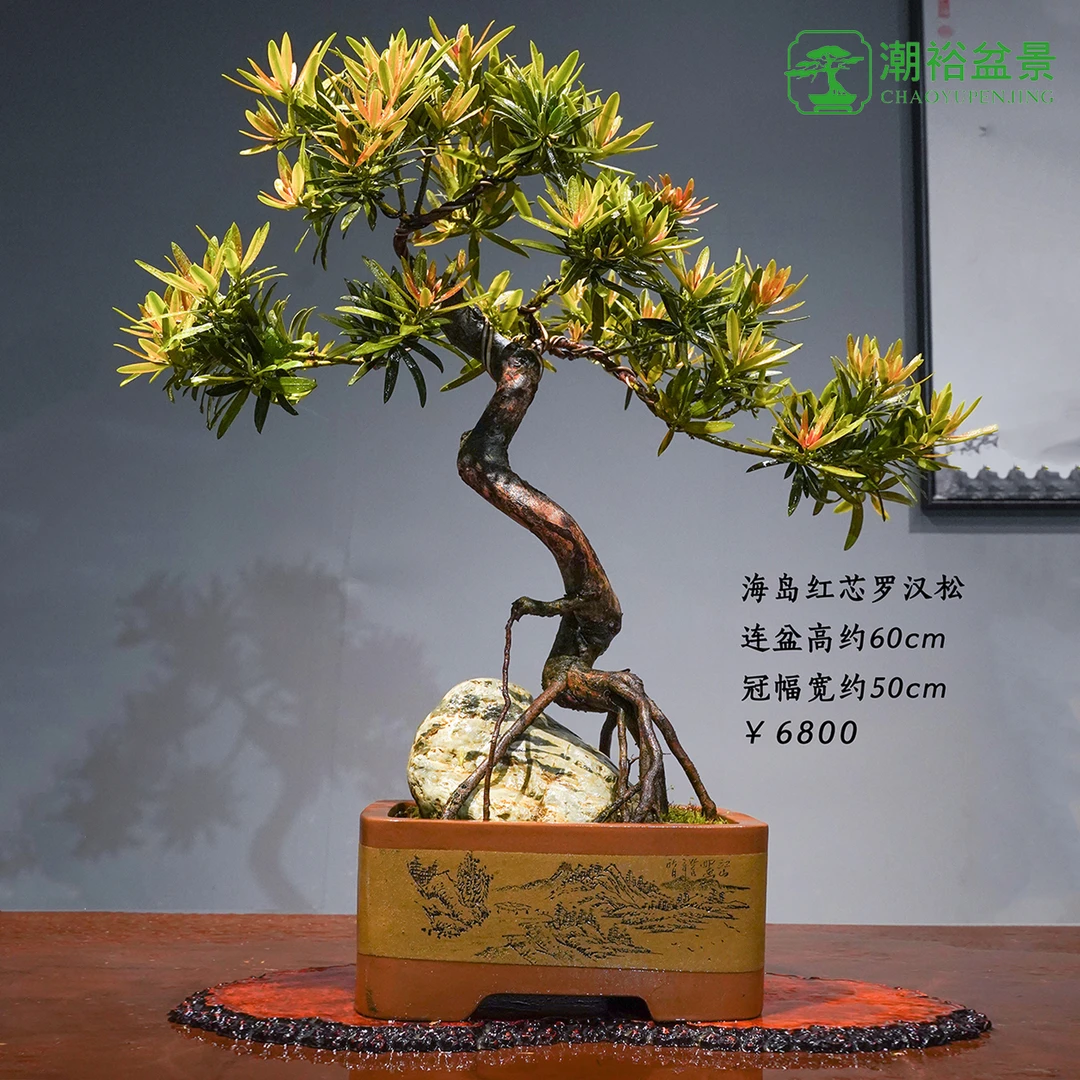 精品海岛红芯罗汉松盆景33