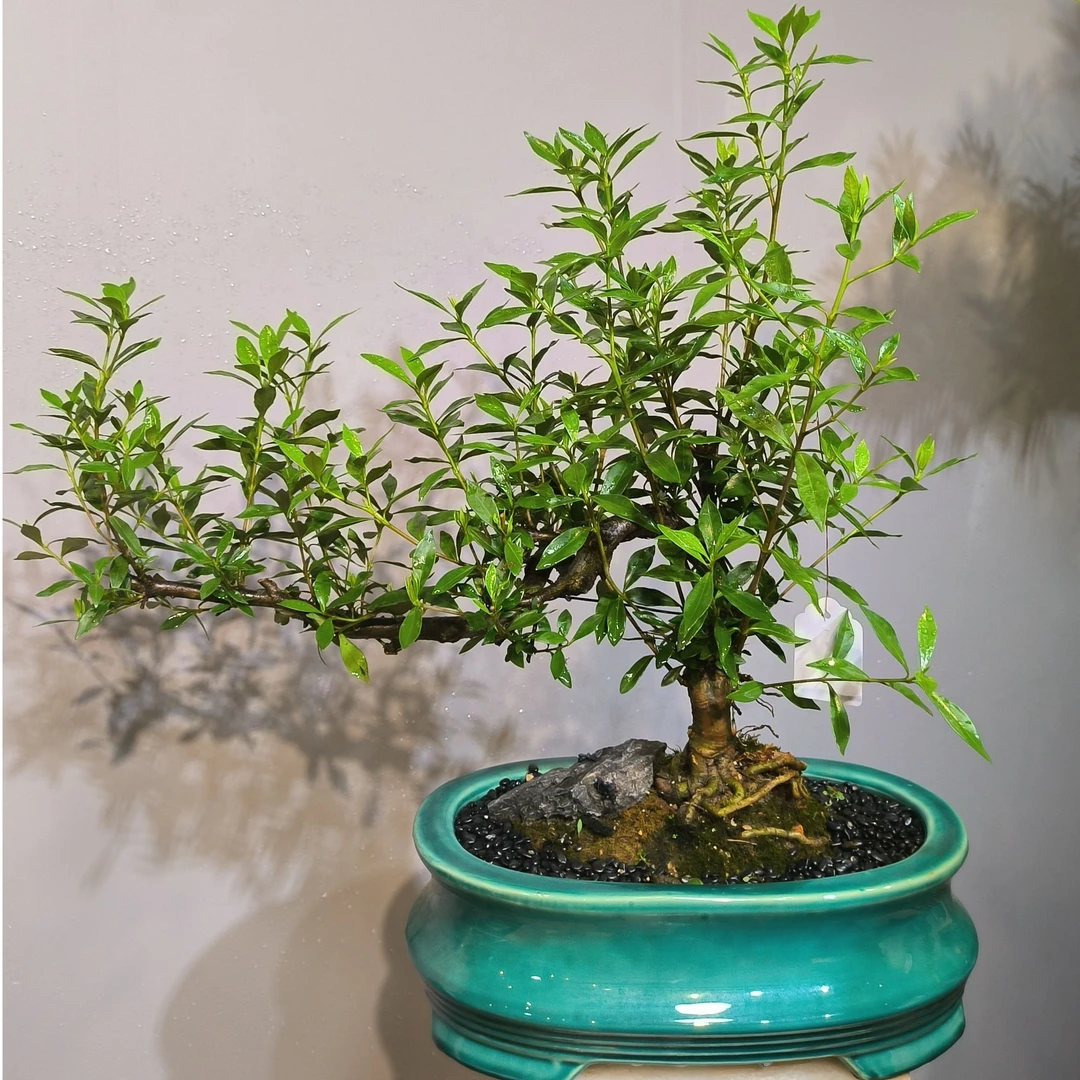 精品老桩栀子花盆景