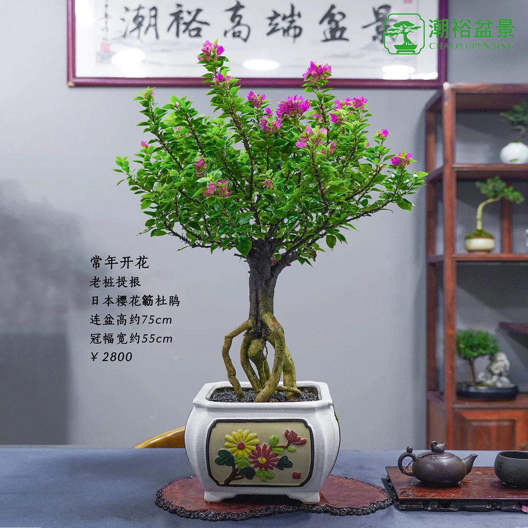 精品老桩三角梅 勒杜鹃盆景 一物一棵