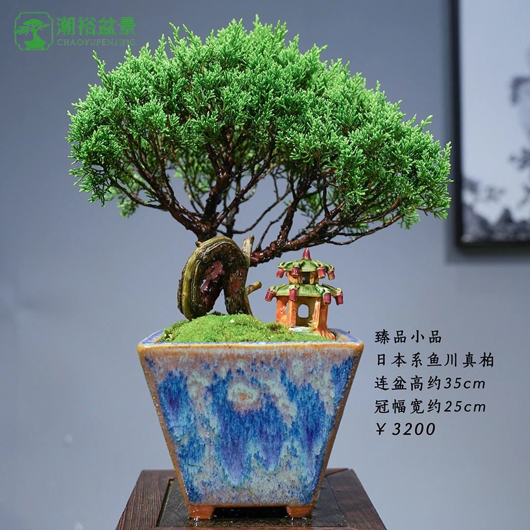 精品老桩真柏盆景室内茶室茶台玄关摆放室内外均可养护四季常青