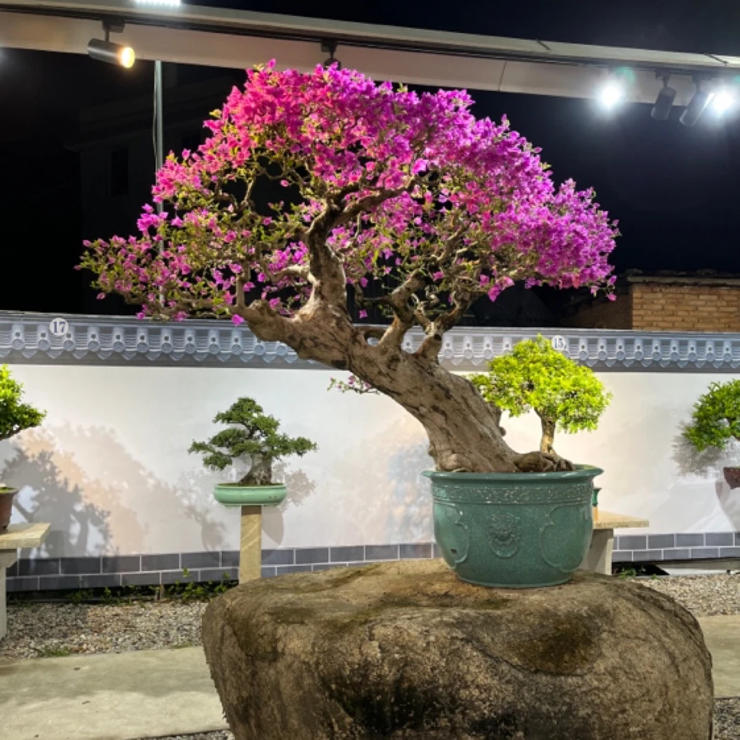 【三角梅小叶紫】岭南年功盆景