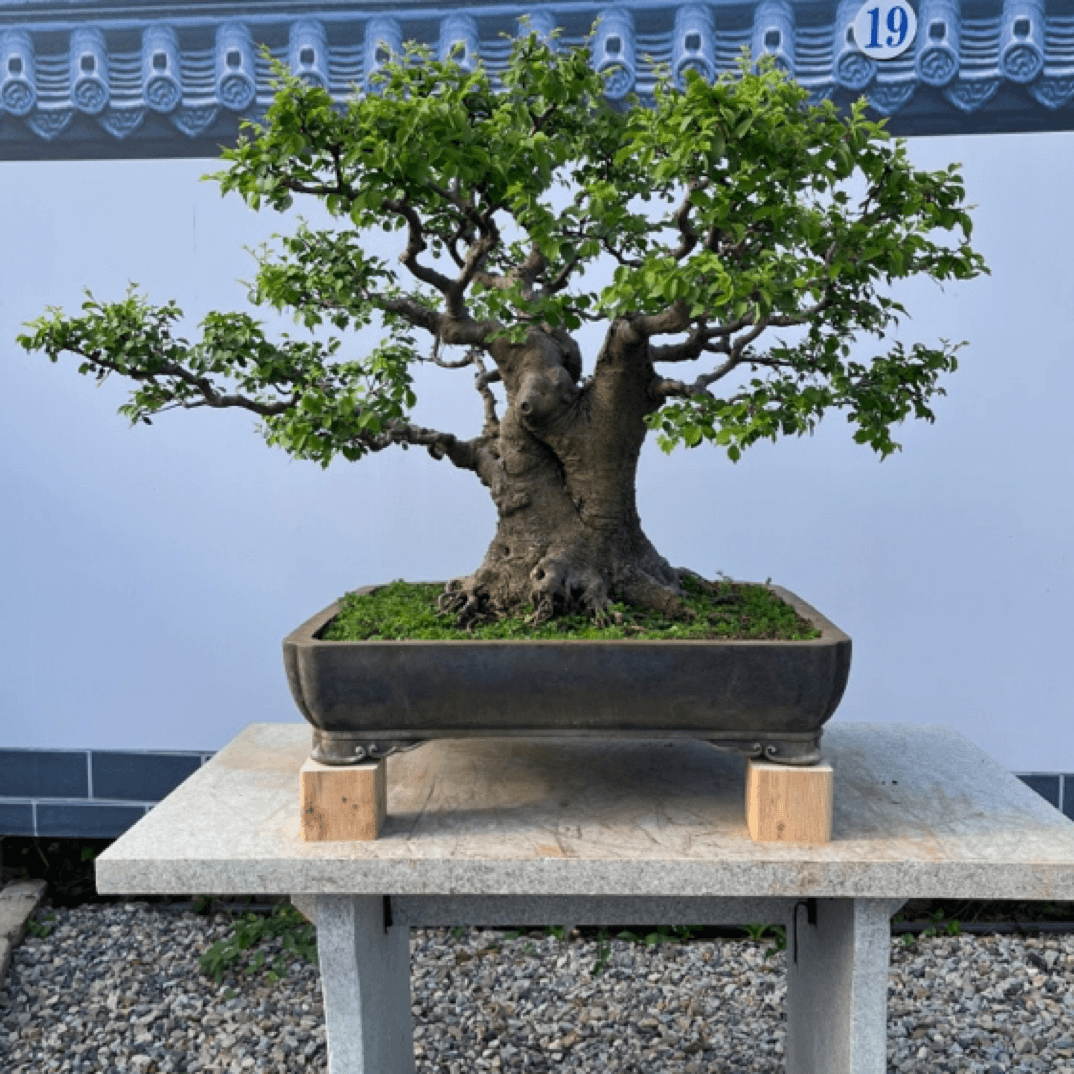 【小叶朴】黄金朴岭南年功盆景