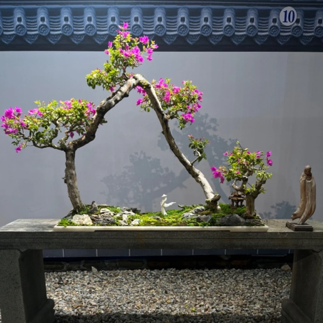 【三角梅小叶紫】岭南过桥年功盆景