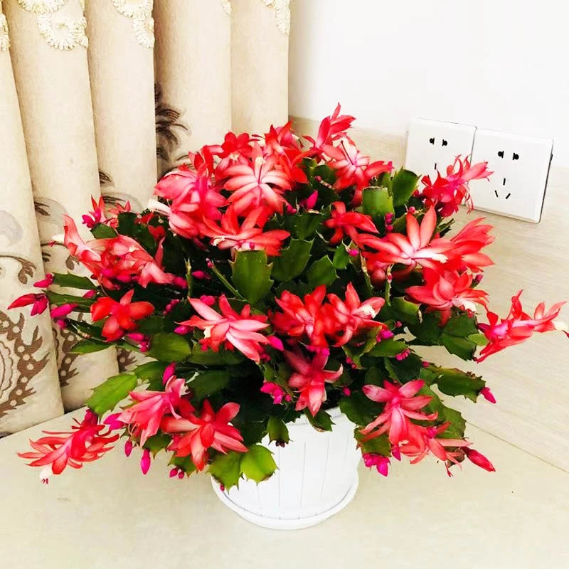 多色蟹爪兰带花苞四季花卉盆多层花瓣栽阳台桌面蟹爪莲爆盆好养活