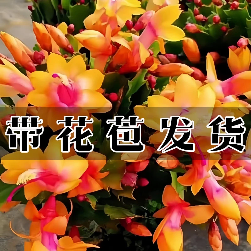 新品黄金索菲亚蟹爪兰重瓣大花带花苞室内阳台花卉绿植四季开花