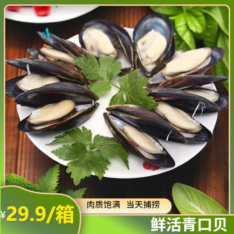 新鲜贻贝 鲜活发货 国产大个青口贝 3/6/12斤干净肉质【冷链发货】