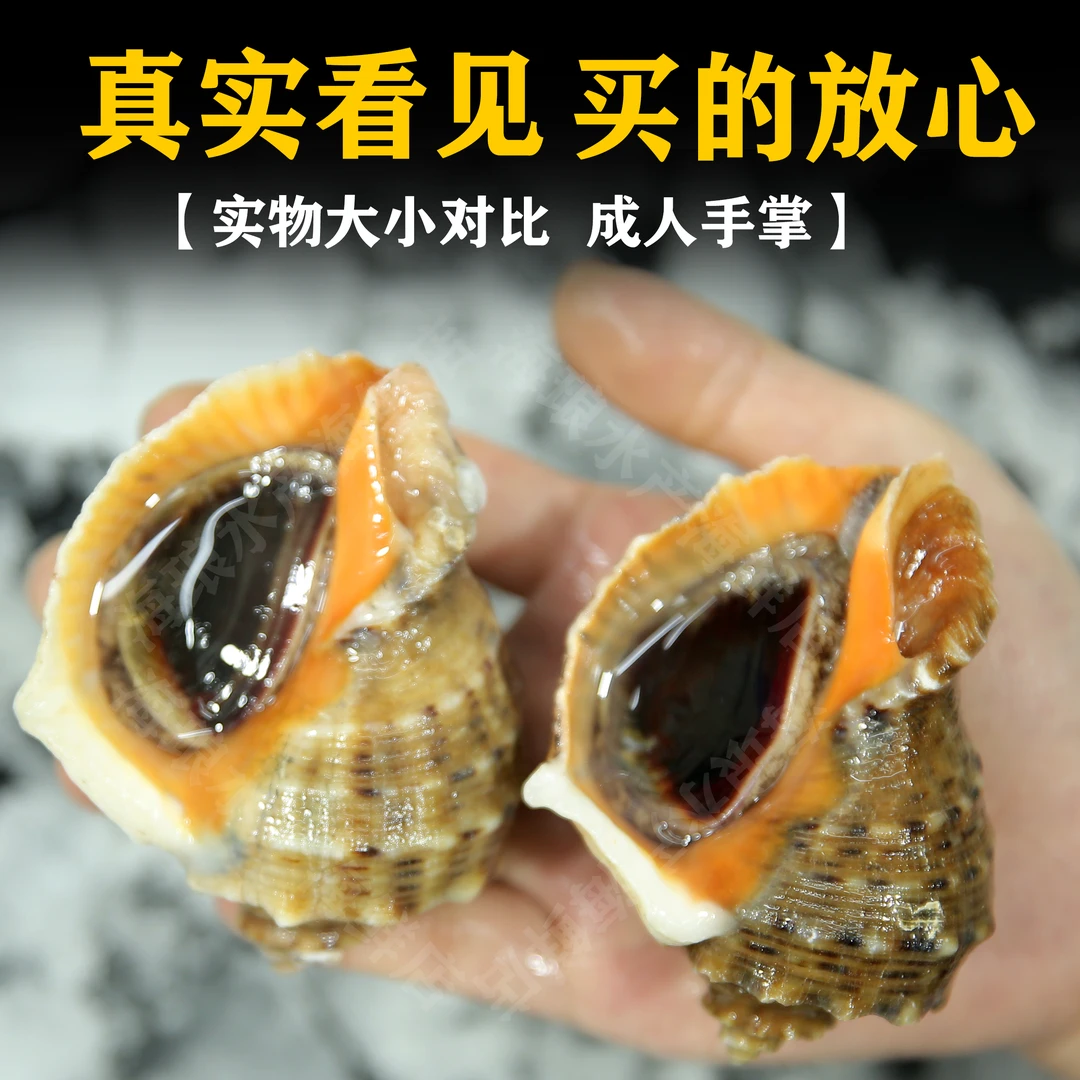 【包活，除黑龙江】 海捕鲜活海螺鲜活发货 3斤加送20只扇贝鲜嫩
