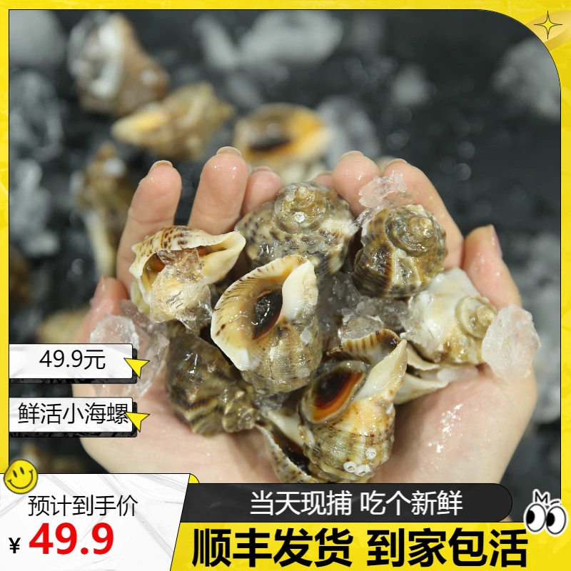 顺丰冷链 鲜活小海螺   清蒸水煮 每天现捕【签收5小时包活】送芥末