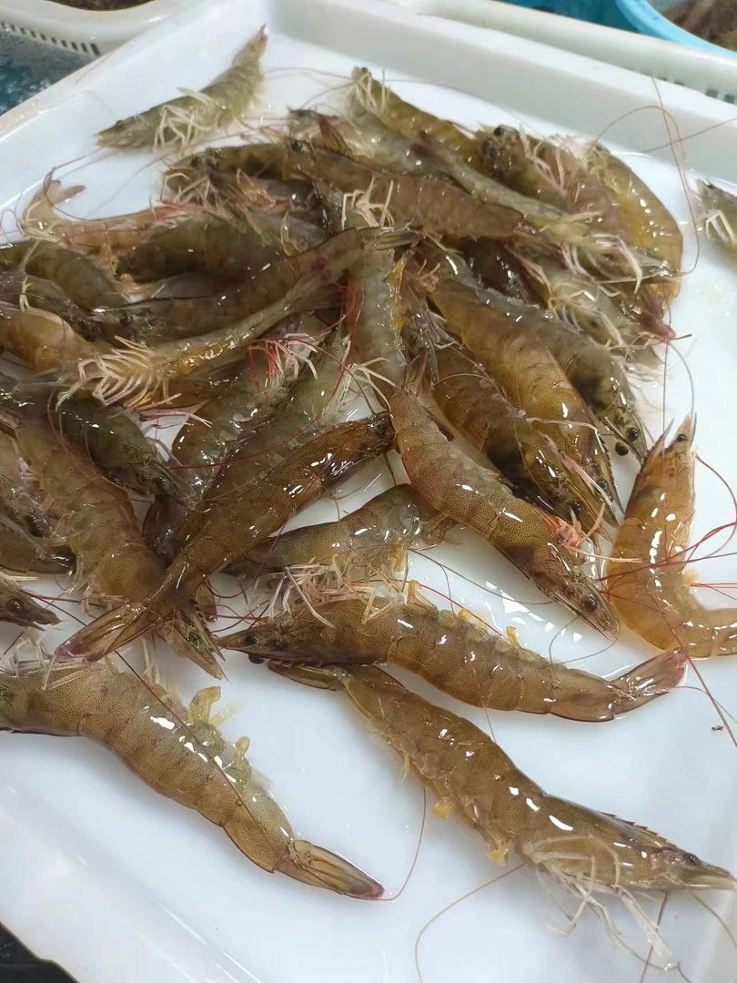 辽宁大连海水虾3斤