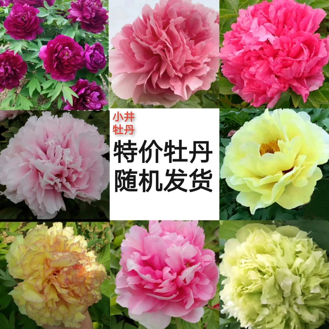 【特价牡丹】千层观赏品种，不接受指定颜色、品种！