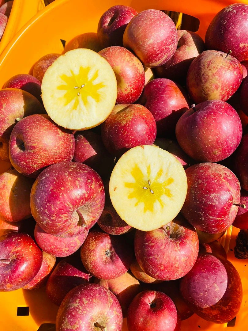 冰糖丑苹果云南丑苹果原生态高山苹果苹果冰糖心新鲜现摘脆甜好吃