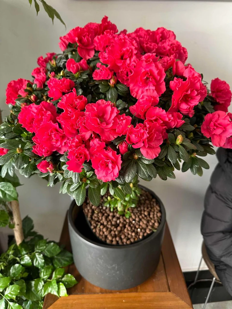 精选红宝石杜鹃花盆栽独杆老桩四季开花室内外好养花卉