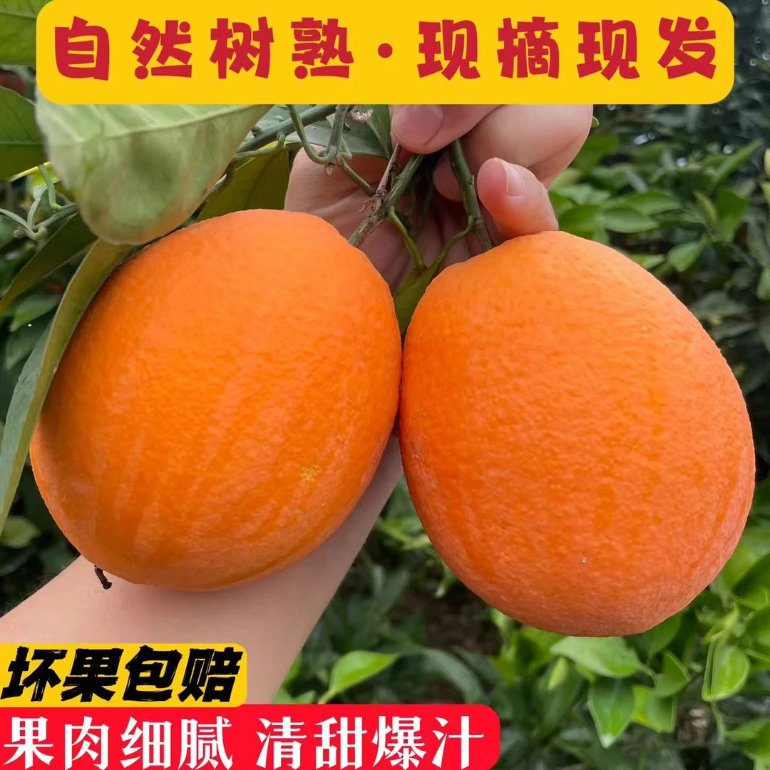 新鲜正宗奉节脐橙产地现摘现发5斤10斤20斤新鲜水果橙子
