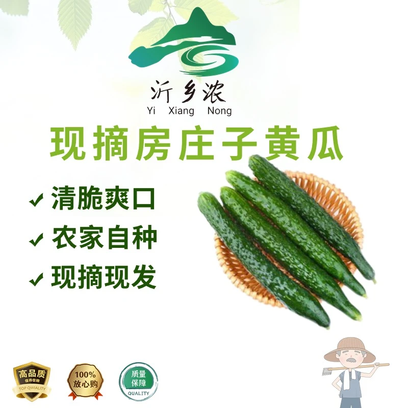 新鲜采摘黄瓜清香美味生吃爽口清脆绿色营养皮薄生态饱满脆嫩
