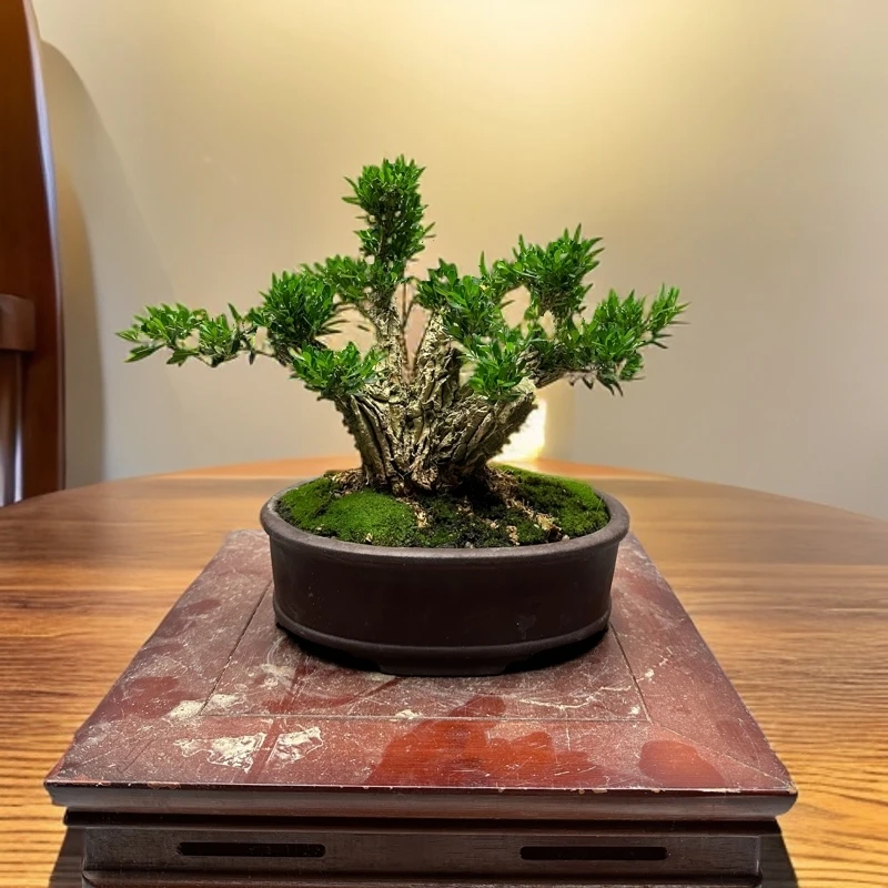 4号广东皱皮雀舌黄杨矮霸老桩含盆总高26 冠幅30 头版直径7公分