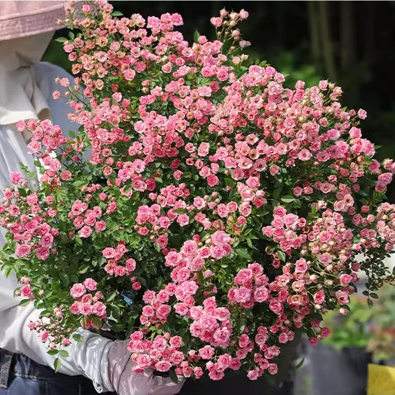 【超微】多头满天星开花微型迷你阳台室外露台植物花卉盆栽