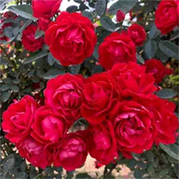 【红木香】月季多季花期长爬藤可盆栽地栽易成活四季移栽