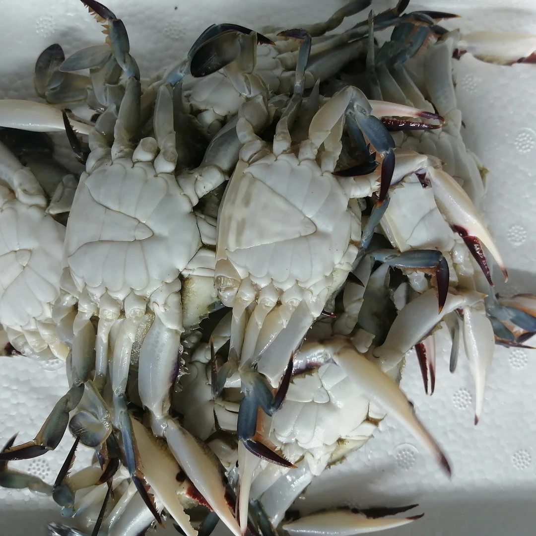 【保鲜不保活】尖蟹3斤，1两左右一斤10-12只左右，挂网螃蟹有掉腿