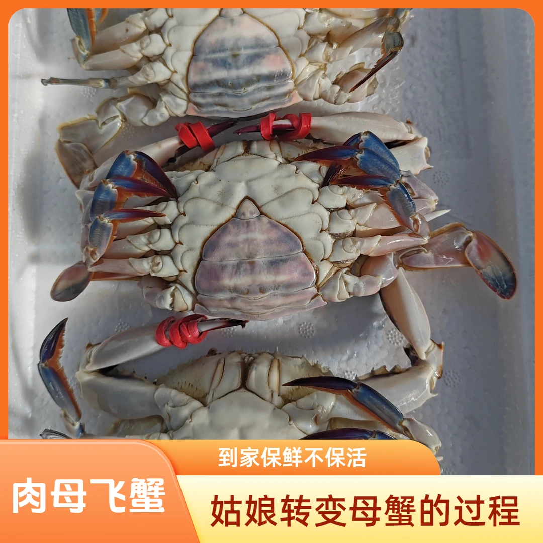 【保鲜不保活】肉母飞蟹三斤（单只2-3两）  挂网螃蟹有掉腿