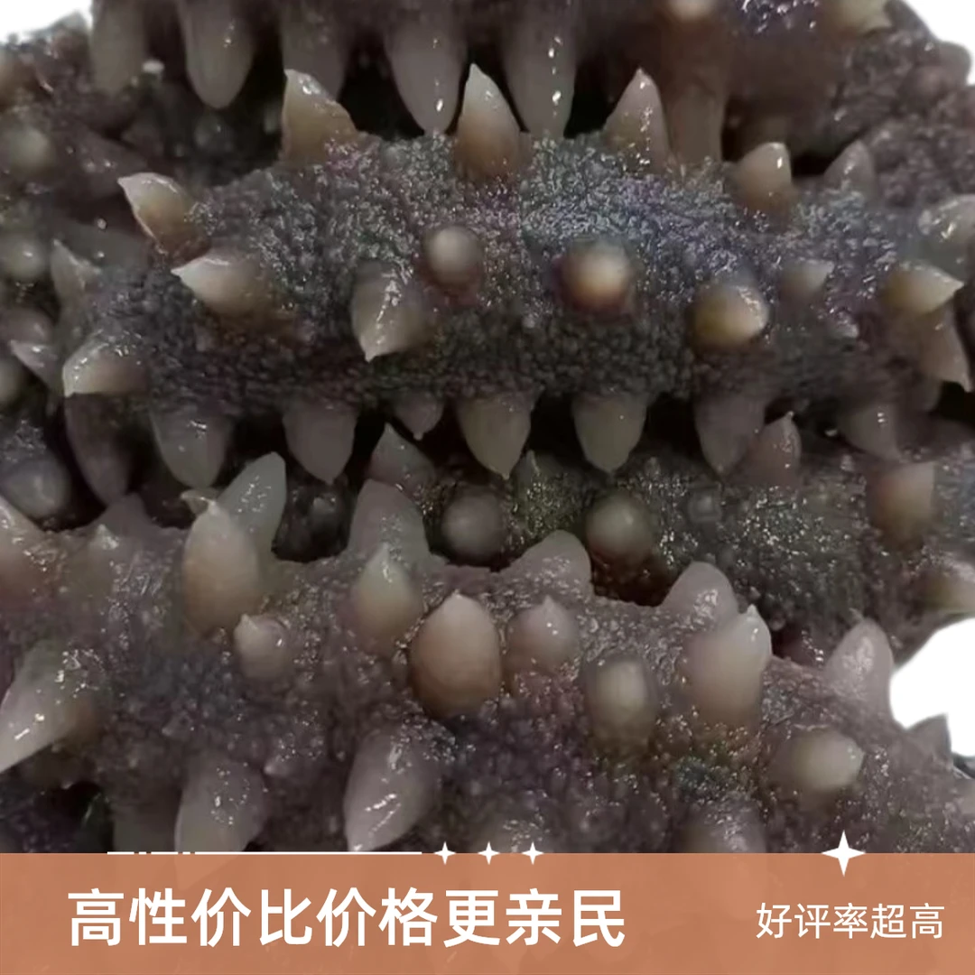 特价小海参（即食海参顺丰包邮）营养劲道
