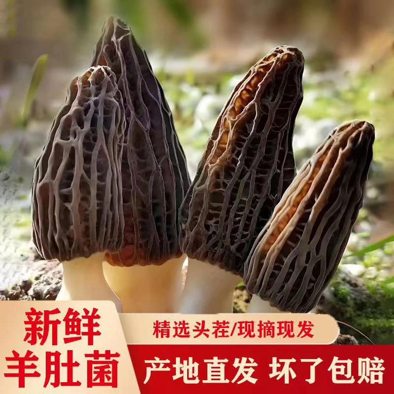 新鲜羊肚菌现摘现发煲汤个头大肉质厚鲜嫩食用饱满肉厚浓郁
