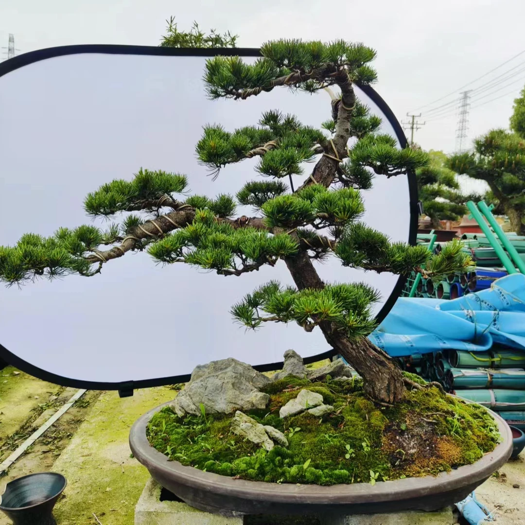 雀舌罗汉松一物一拍