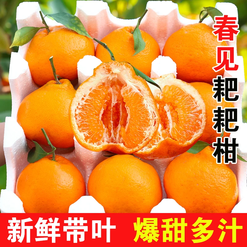 正宗四川春见耙耙柑新鲜水果当季整箱丑八怪橘子特级粑粑现摘