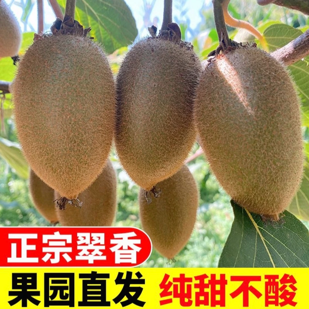 【自家果园】陕西周至正宗翠香猕猴桃新鲜水果绿心奇异果纯甜现摘