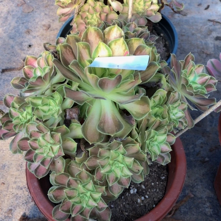 m*少华多肉4300000000