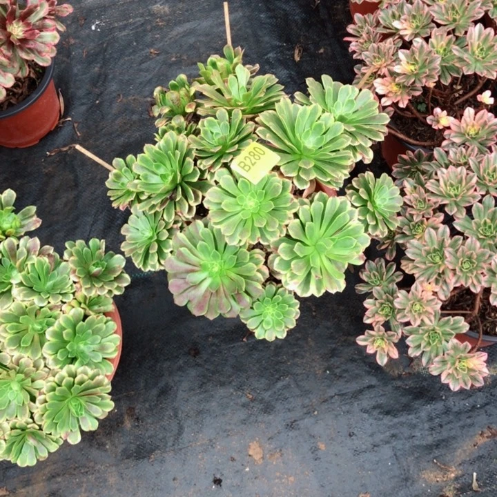 嘉年华多肉28000000000