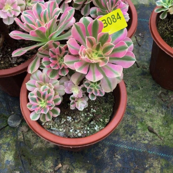 黑**！女巫多肉0840000000