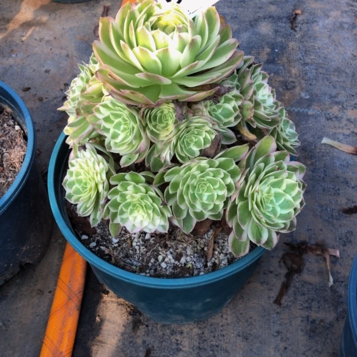 用**月海王多肉41900000000