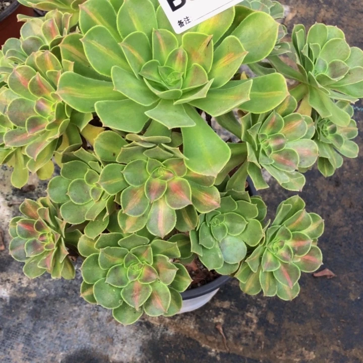 中斑多肉9100000000000