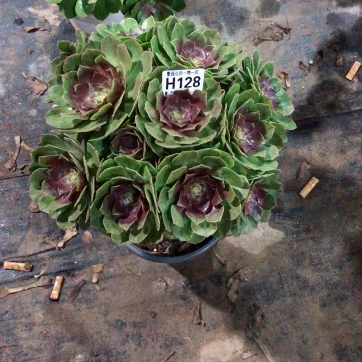 多肉万圣节128.00000