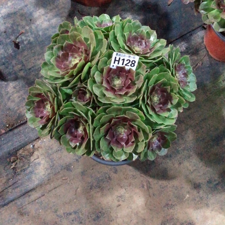 多肉万圣节128.000000