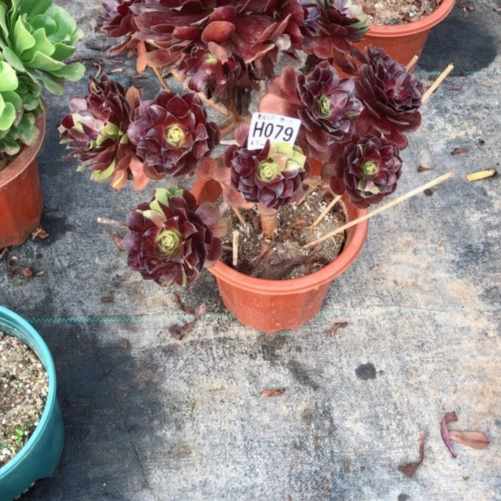 用**悟多肉黑骑士079.0000