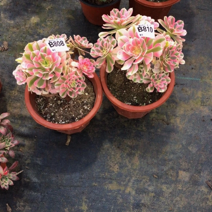 俩颗女巫多肉8088100000000