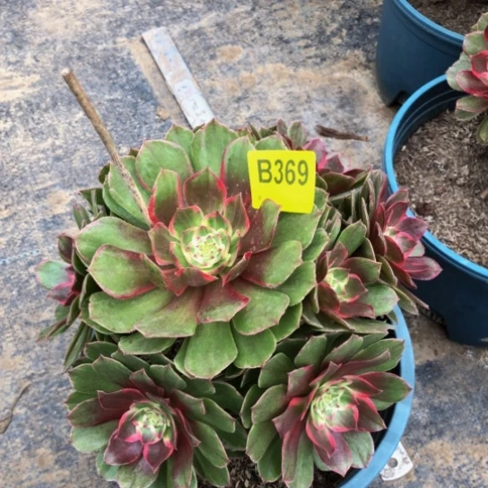 万花同多肉3690000000