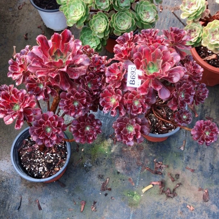 花纳多肉69300000000