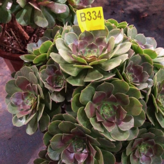 万圣节多肉3340000000