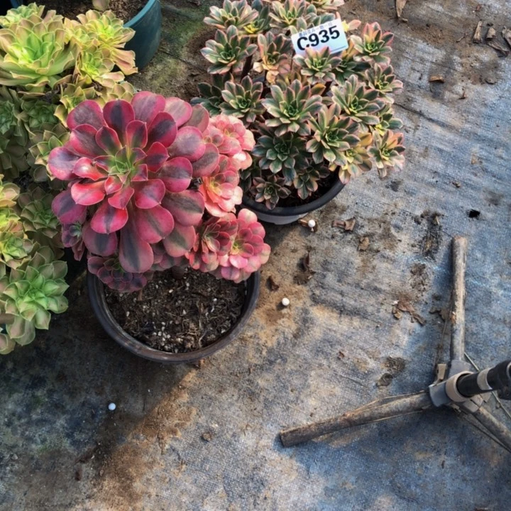 俩颗多肉93500000000