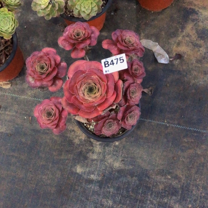 开*?枚金多肉4750000000