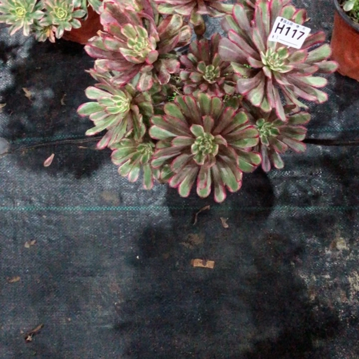 多肉紫霞117.00000