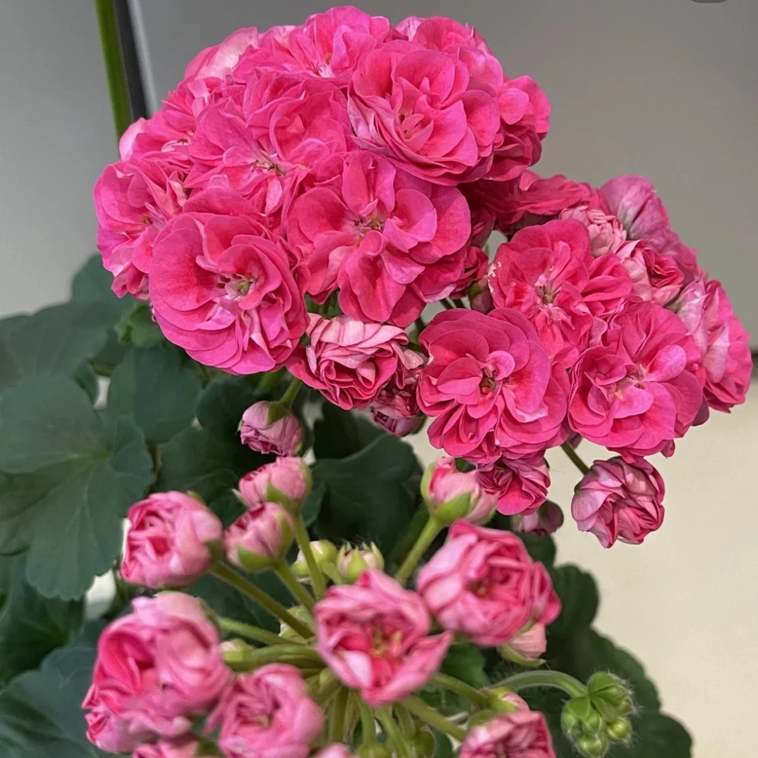 （罗莎琳达）重瓣大花球 多分支带花苞