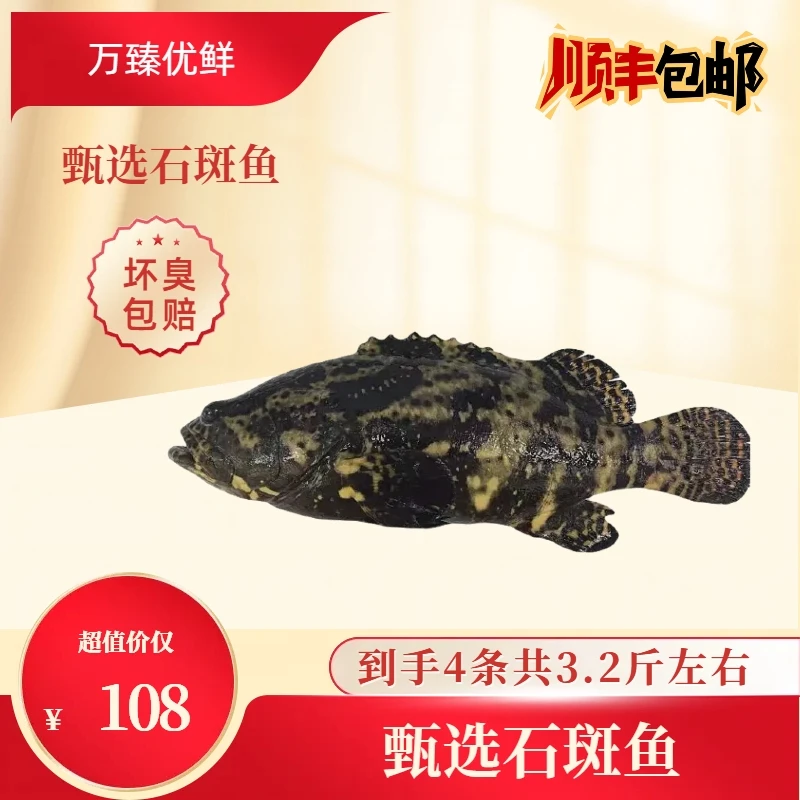 石斑鱼美味海鲜产品0.8斤装4条108元鲜活速冻锁鲜顺丰冷链包邮