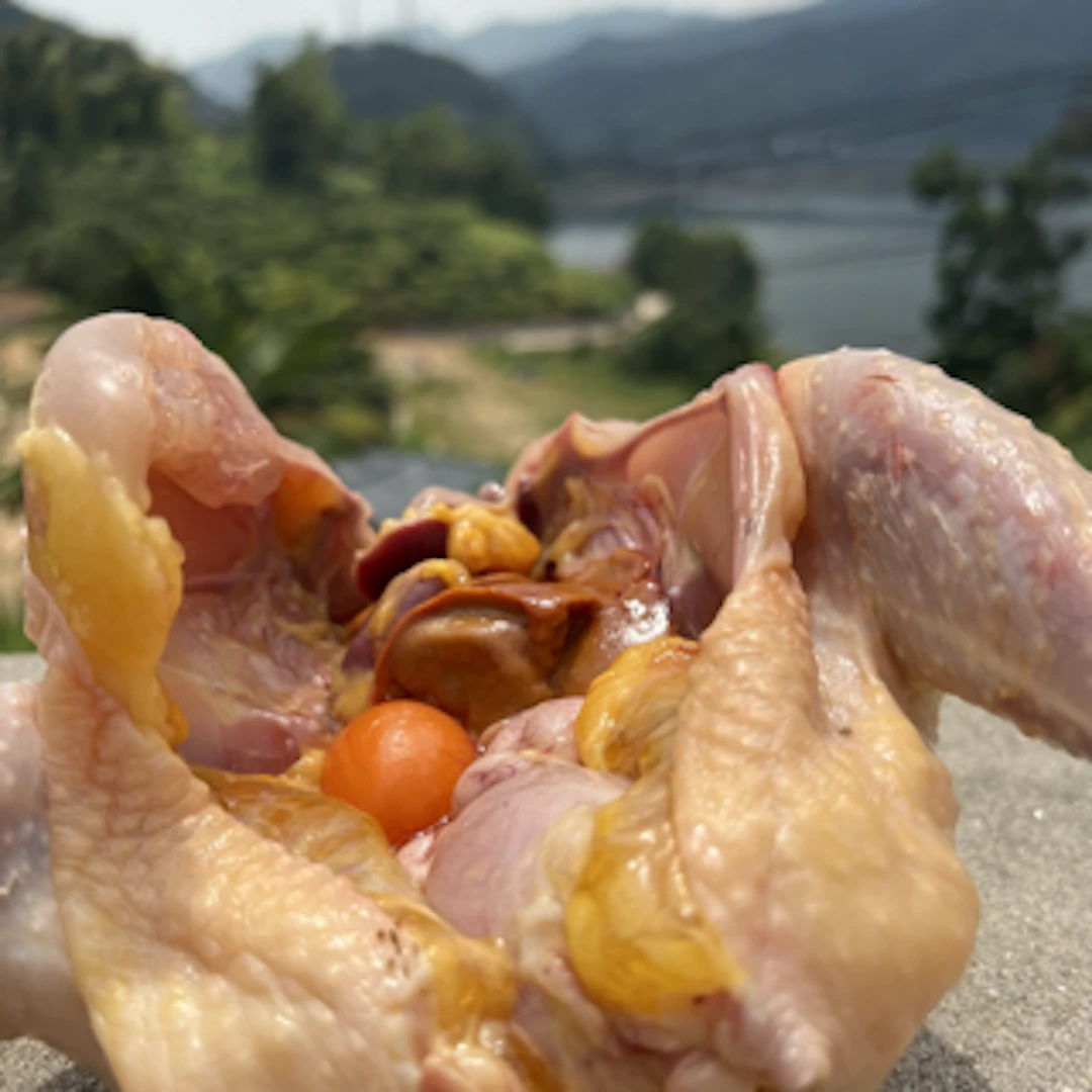 大别山农户散养现杀整只土鸡走地鸡老母鸡净重（900克-1100克）