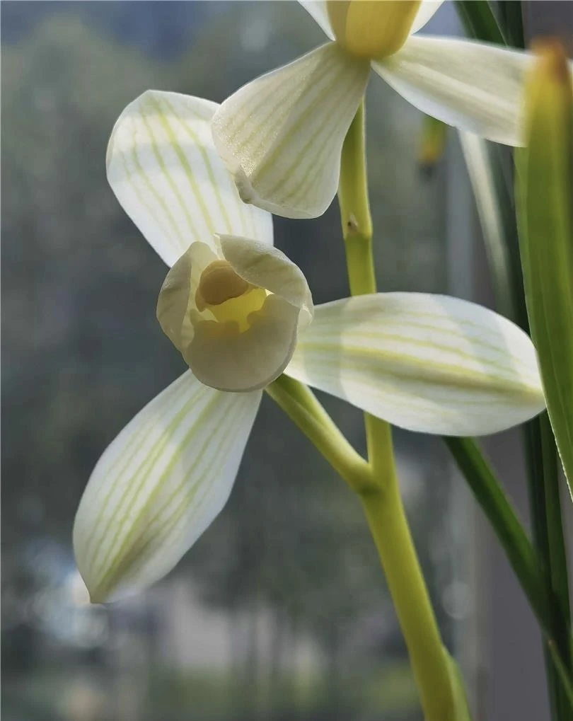 当年开花名品 莲瓣兰咏怀素 浓香阳台室内绿植花卉