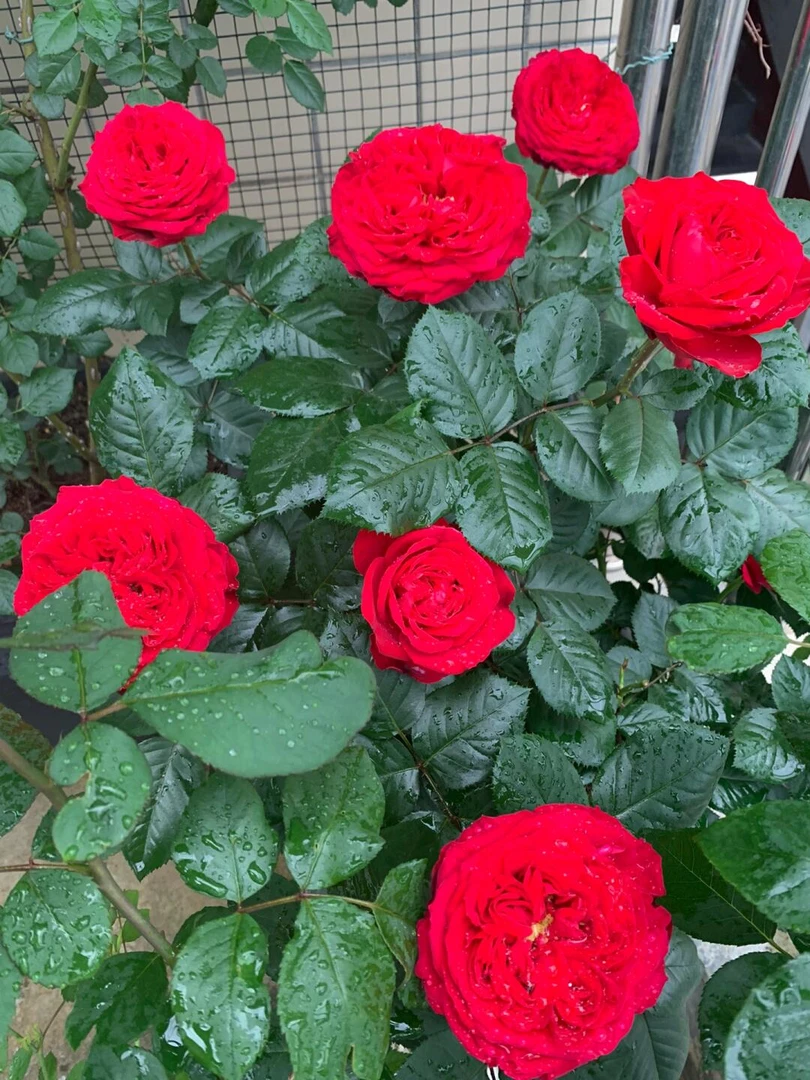 棒棒糖月季茶花女
