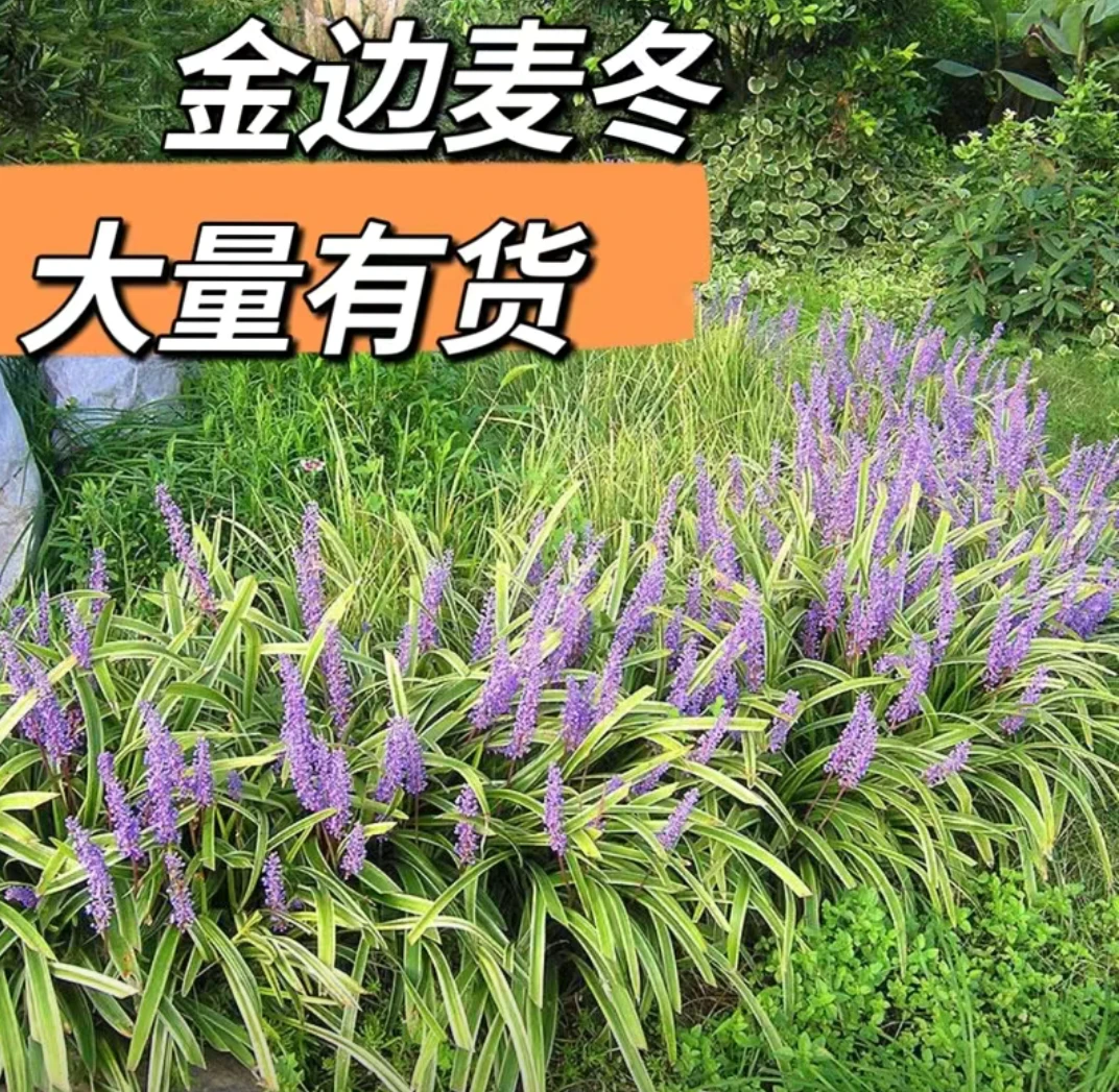 金边麦冬庭院土壤观叶南方颜色常绿移栽生长景观观赏绿植盆栽室内